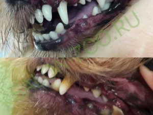 câine pantofi dinți (de curățare cu ultrasunete și lustruire), curat și poloneză dinți sonicat
