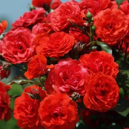 Hogyan megtermékenyítő rózsa tavasszal