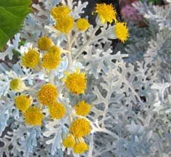 plantare cineraria de argint și de îngrijire, fotografie, loc în design peisagistic, de propagare și de producție