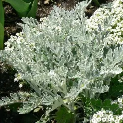 plantare cineraria de argint și de îngrijire, fotografie, loc în design peisagistic, de propagare și de producție