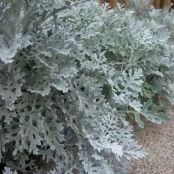 plantare cineraria de argint și de îngrijire, fotografie, loc în design peisagistic, de propagare și de producție