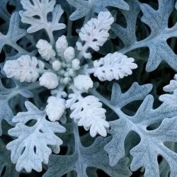 plantare cineraria de argint și de îngrijire, fotografie, loc în design peisagistic, de propagare și de producție