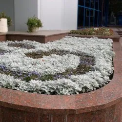 plantare cineraria de argint și de îngrijire, fotografie, loc în design peisagistic, de propagare și de producție