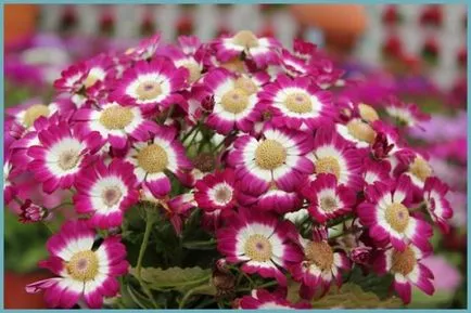 plantare cineraria de argint și de îngrijire, fotografie, loc în design peisagistic, de propagare și de producție