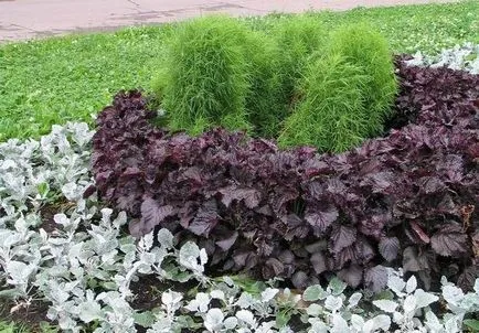 plantare cineraria și de îngrijire în câmp deschis