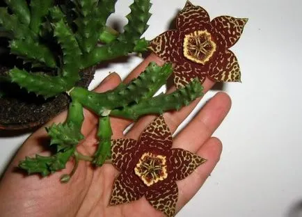 Stapelia flori - tipuri, de îngrijire, de reproducție