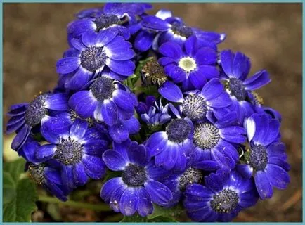 plantare cineraria de argint și de îngrijire, fotografie, loc în design peisagistic, de propagare și de producție