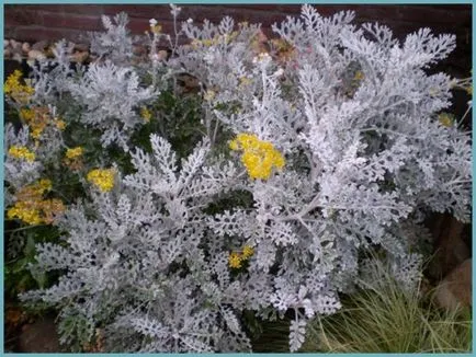 plantare cineraria de argint și de îngrijire, fotografie, loc în design peisagistic, de propagare și de producție