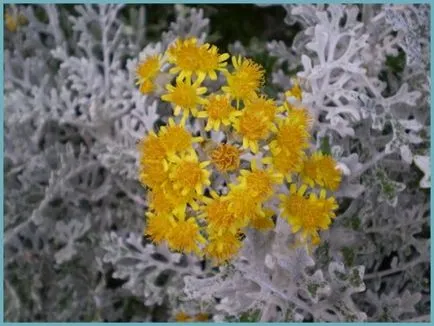 plantare cineraria de argint și de îngrijire, fotografie, loc în design peisagistic, de propagare și de producție