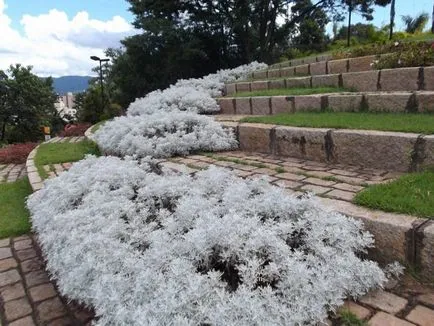 plantare cineraria de argint și de îngrijire, fotografie, loc în design peisagistic, de propagare și de producție