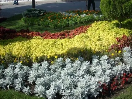 plantare cineraria de argint și de îngrijire, fotografie, loc în design peisagistic, de propagare și de producție