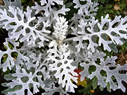 plantare cineraria de argint și de îngrijire, fotografie, loc în design peisagistic, de propagare și de producție