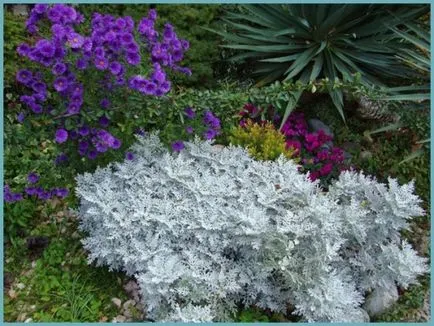 plantare cineraria de argint și de îngrijire, fotografie, loc în design peisagistic, de propagare și de producție