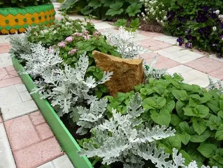 plantare cineraria de argint și de îngrijire, fotografie, loc în design peisagistic, de propagare și de producție