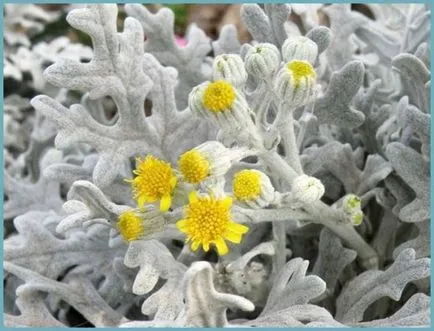 plantare cineraria de argint și de îngrijire, fotografie, loc în design peisagistic, de propagare și de producție