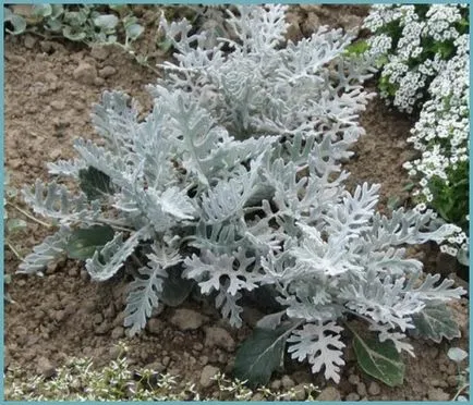 plantare cineraria de argint și de îngrijire, fotografie, loc în design peisagistic, de propagare și de producție