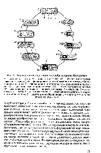 Endospori - chimist de referință 21