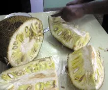Jackfruit és breadfruit indiai szobanövények a lopediya