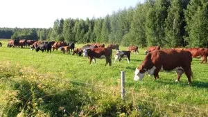 Entomozan - instrucțiuni de utilizare, pregătirea normelor