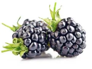 Blackberry hasznos tulajdonságokat és ellenjavallatok