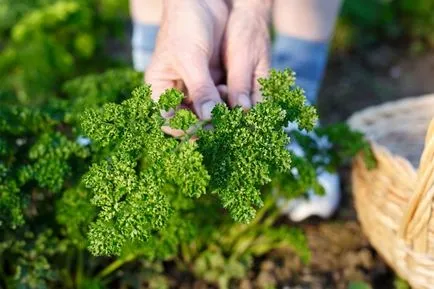 Cenușă de lemn - un control al îngrășămintelor naturale și a dăunătorilor, de afaceri horticole ()