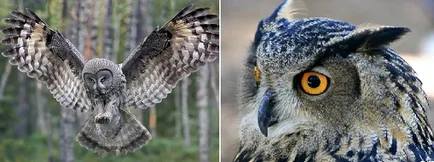 Filin- сови съпругът или птиците са различни, и защо