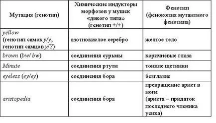 Phenocopies és genokopii - studopediya