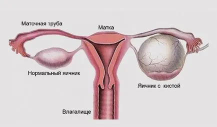 Femoden használati utasítást, ár, áttekintésre, analógok