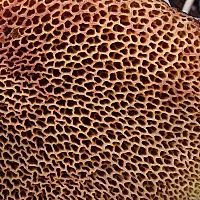 Hymenophore - ciuperci regiunea Novosibirsk