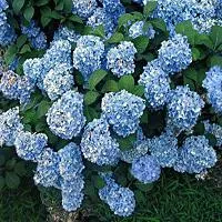 Kék hortenzia ültetés és gondozás