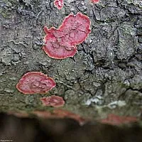 Hymenophore - ciuperci regiunea Novosibirsk