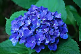 Kék hortenzia termesztés és gondozás