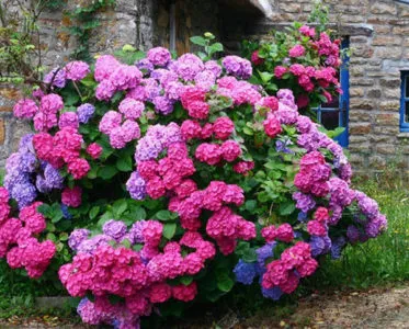 Hortenzia rózsaszín, kék, kék ültetés és gondozás, mint a víz színe megváltozik