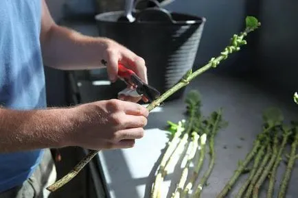 plantare hortensie albastru și îngrijire