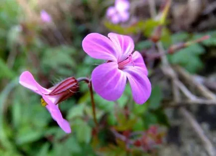 Geranium în creștere din semințe cum să aibă grijă atunci când planta se transformă fotografia galben