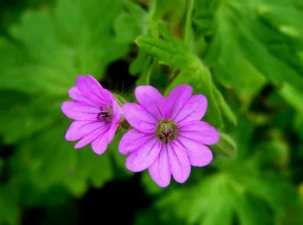 Geranium în creștere din semințe cum să aibă grijă atunci când planta se transformă fotografia galben