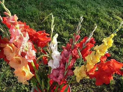 Gladiolus, озеленяване, снимки