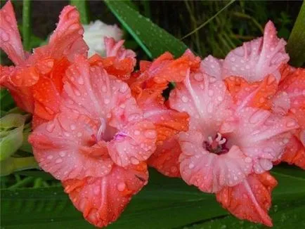 Gladiolus, озеленяване, снимки