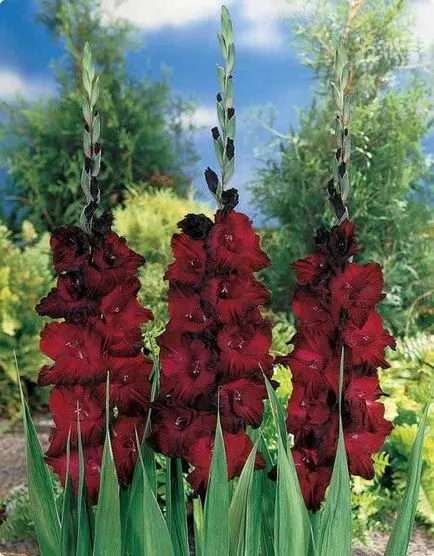 Gladiolus, озеленяване, снимки