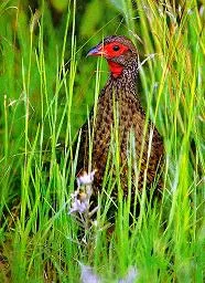 peafowl indian