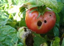Omizile privind tomate în seră