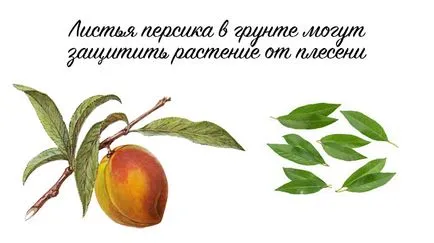 Почва и субстрат за орхидеи се готвят свои ръце у дома