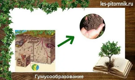 Хумус, гори и екология