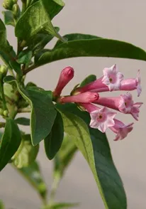 Iulie, pentru flori de interior si balcon, flori preferate