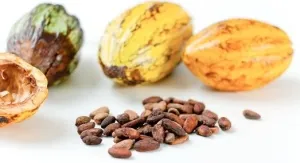 beneficiu de cacao și să aducă prejudicii copiilor, metode de fabricare pudră de cacao