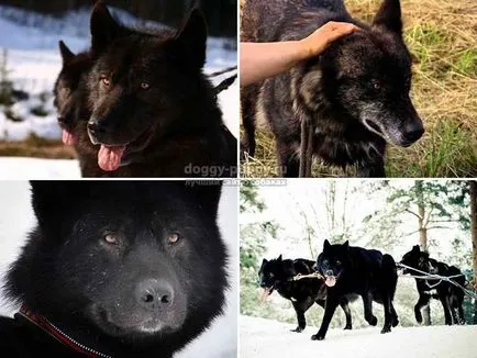 История volfhund порода