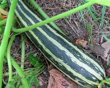 Zucchini pe balcon