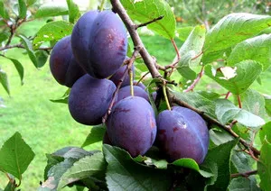 Cum de a combate afidele pe prune, cireșe, mere și alte pomi fructiferi