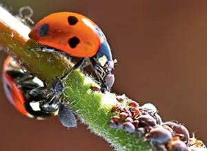 Cum de a combate afidele pe prune, cireșe, mere și alte pomi fructiferi