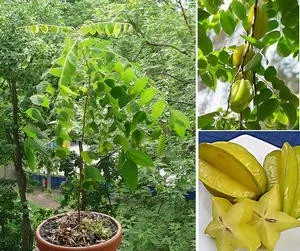 Cum să mănânce și să crească carambola fructe exotice